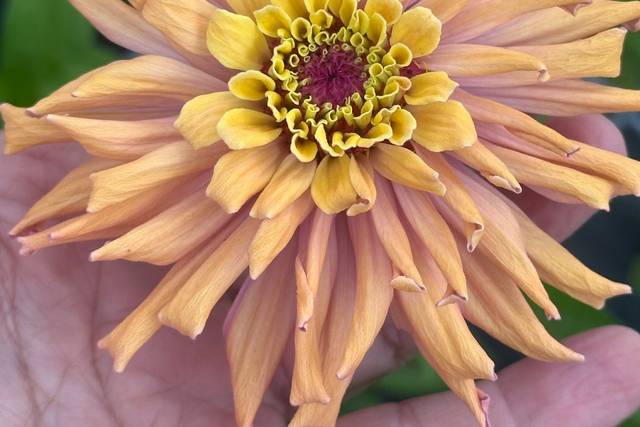 Petal Whispers