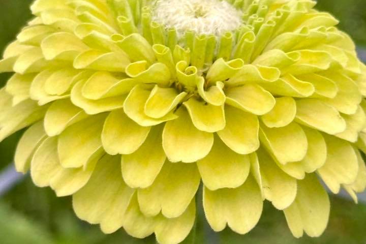 Petal Whispers