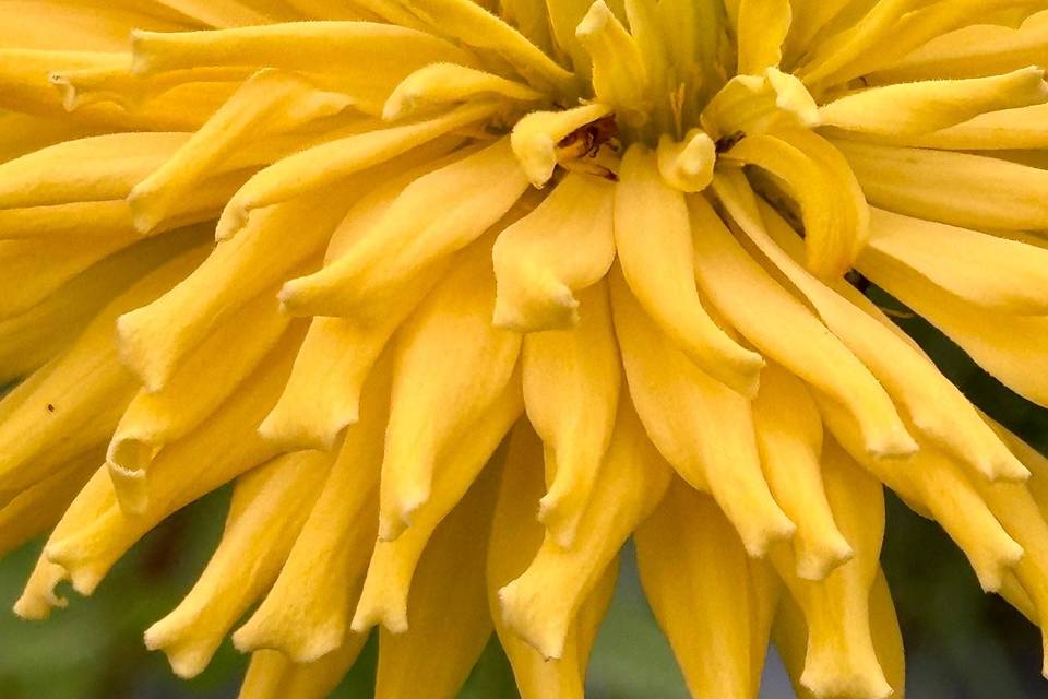 Petal Whispers