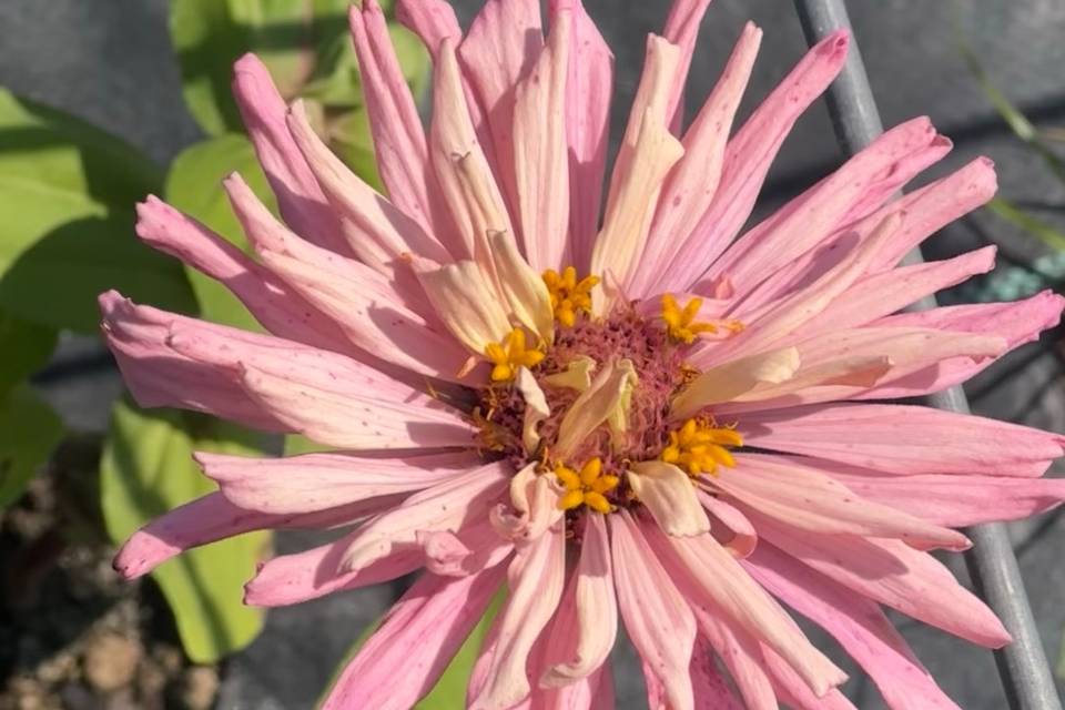 Petal Whispers