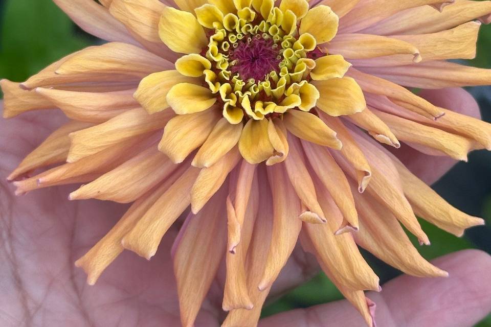 Petal Whispers