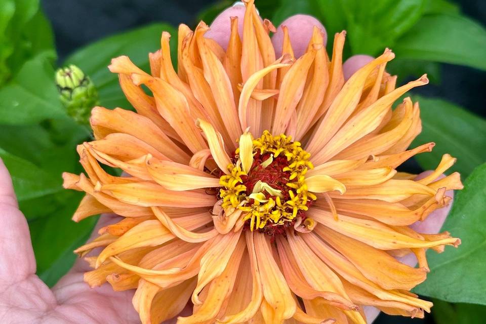 Petal Whispers