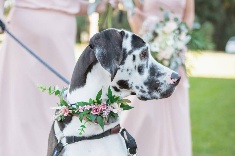 Dog at the wedding