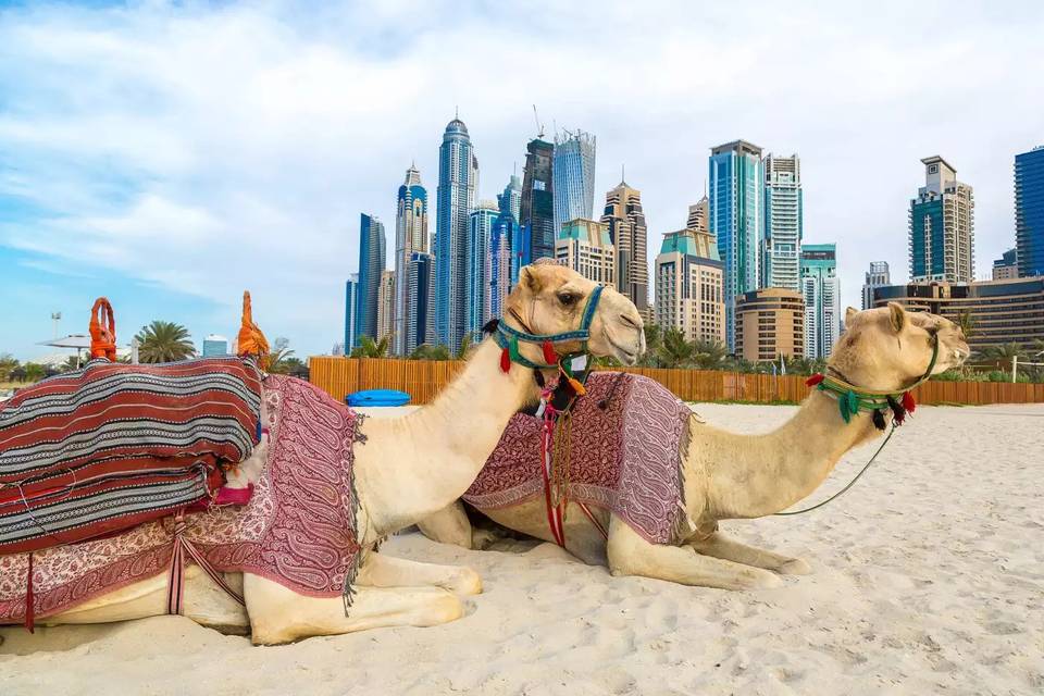 Camels on the beach - Dubai