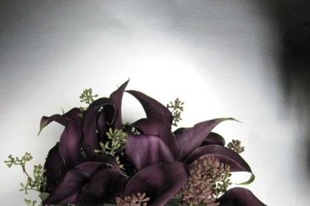 Black Calla Lily