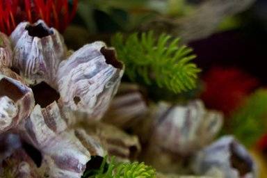 Closeup of coral elements in centerpieces for destination beach wedding in Rhode Island.Photo by Julia Robinson Photo.