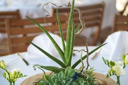 Succulent centerpiece. Photo by Ashley Garmon Photo.