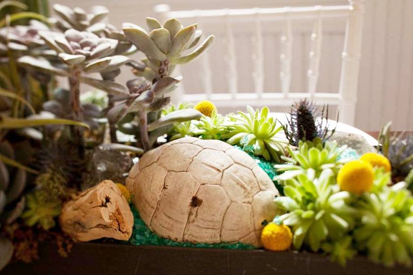 Succulent centerpiece with natural elements, including turtle shell. Photo by Katherine O'Brien.