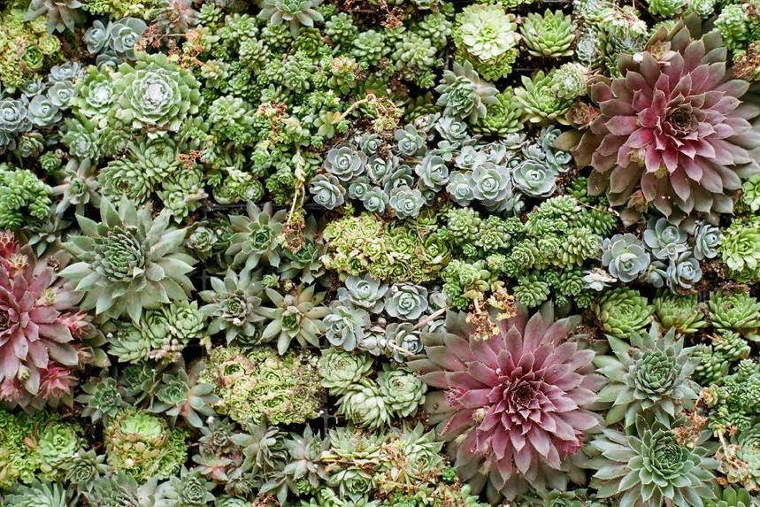 Closeup of succulent living wall used as ceremony backdrop. Photo by Denise Prince.