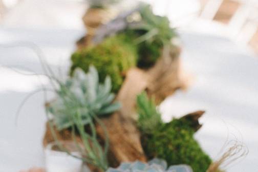 Succulent and driftwood table runner. Photo by Nathan Russell Photo.