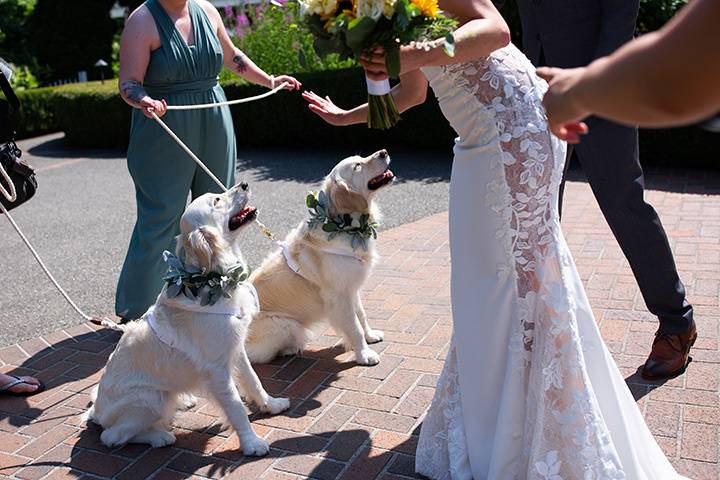 Puppy Party