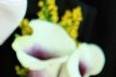 The Flower Girl