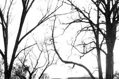 cindy johnson photography