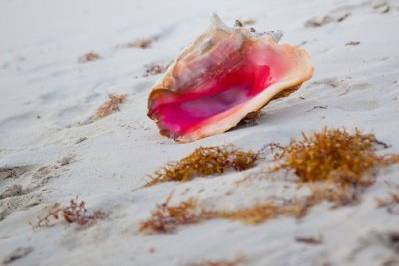cindy johnson photography