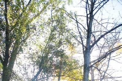 cindy johnson photography