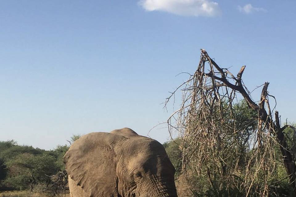 Black Rhino Game Reserve