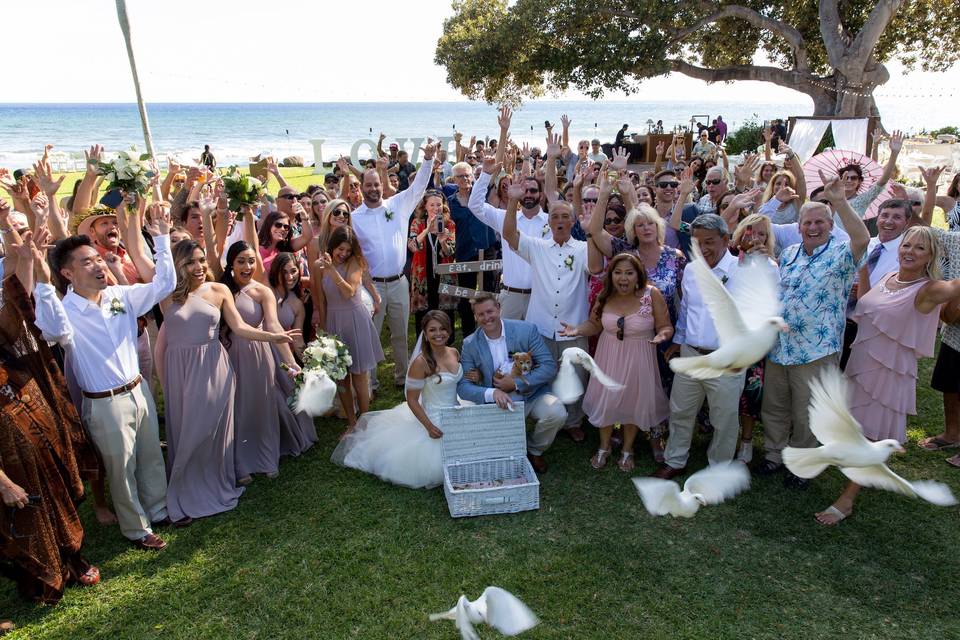 Dove Release