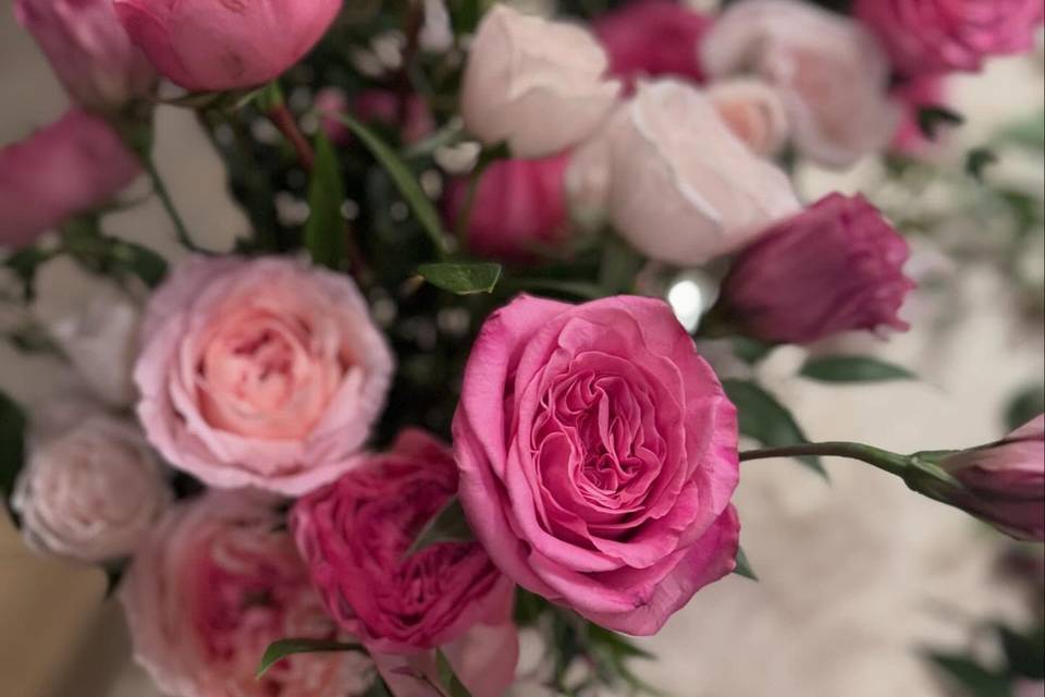Violet & Bloom