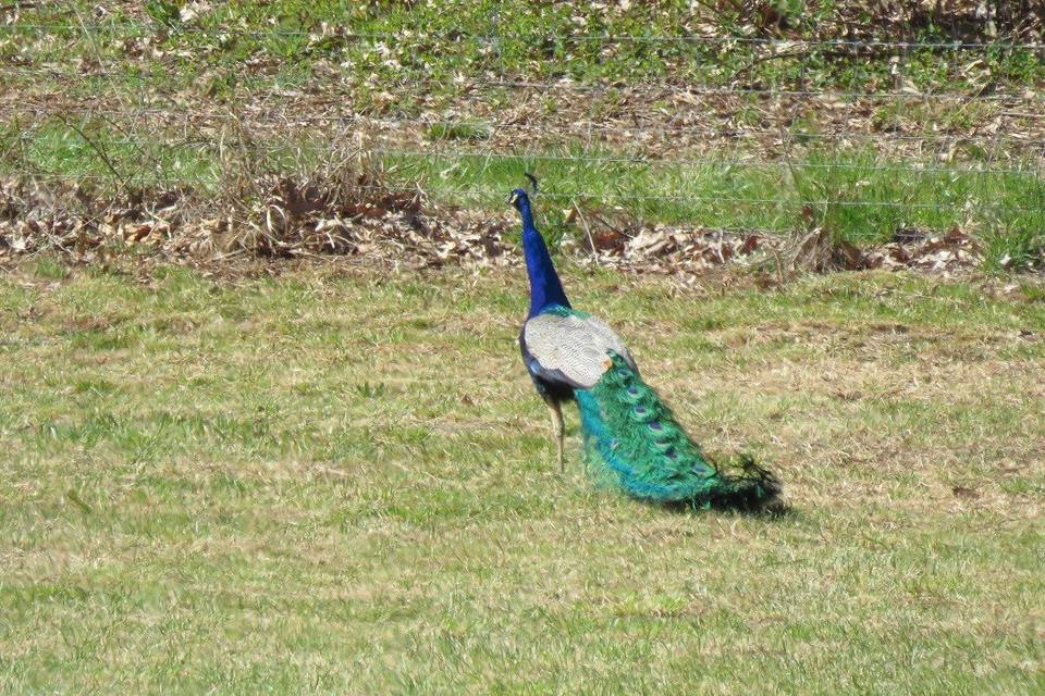 Peafowl