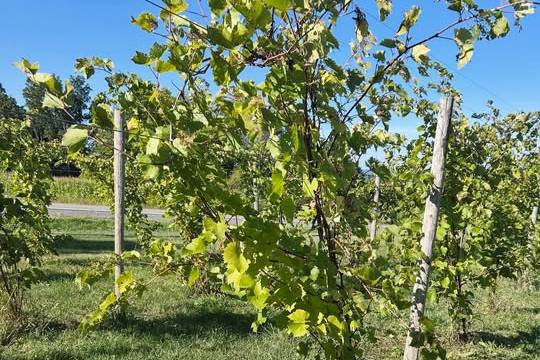 Our Grapes