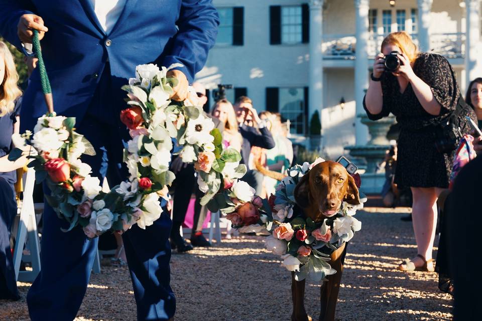 Finley, the ring bearer