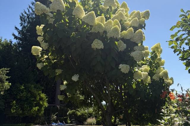 Hydrangeas
