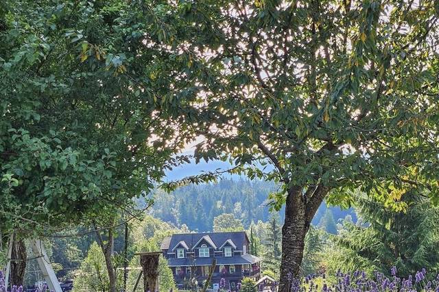 Lavender farm view