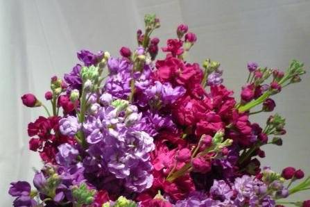 Three colors of fragrant stock and some plumosa fern make up this bouquet.