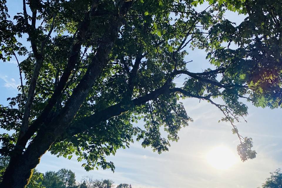 Wedding venue trees and river