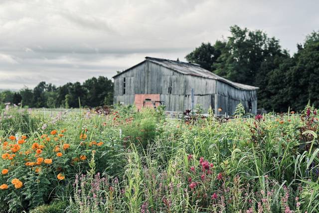 Blossom Ridge Flower Farm