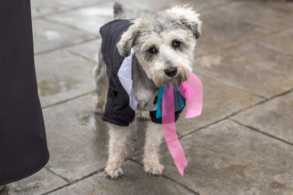 Ring Bearer...