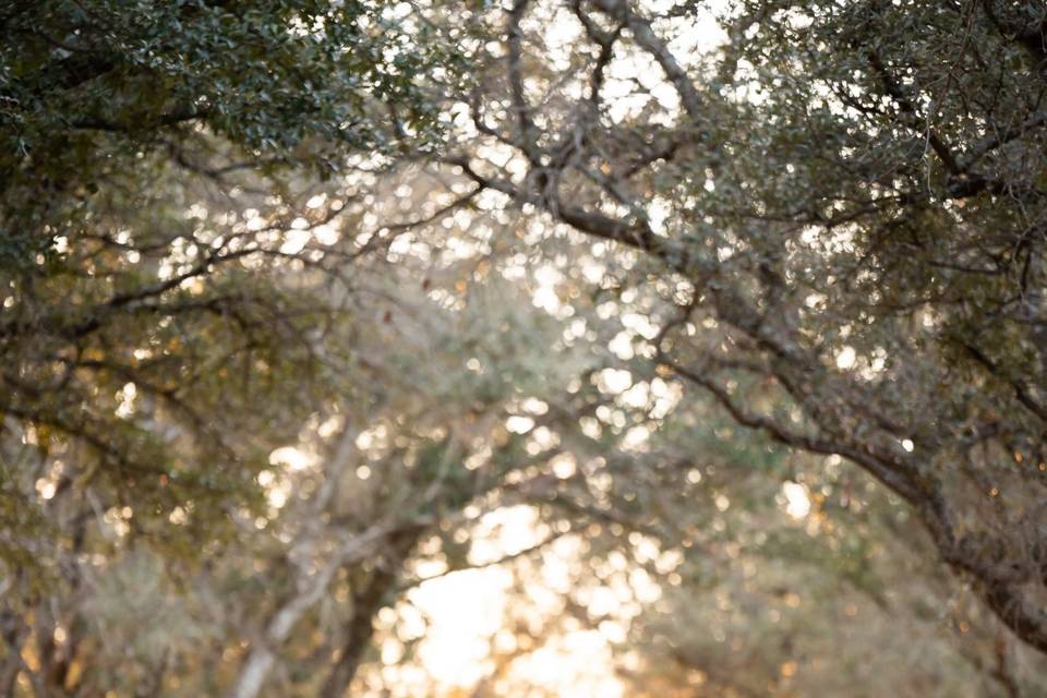 Southfork Ranch Wedding