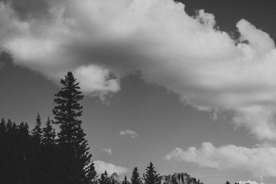 Us & The Trees