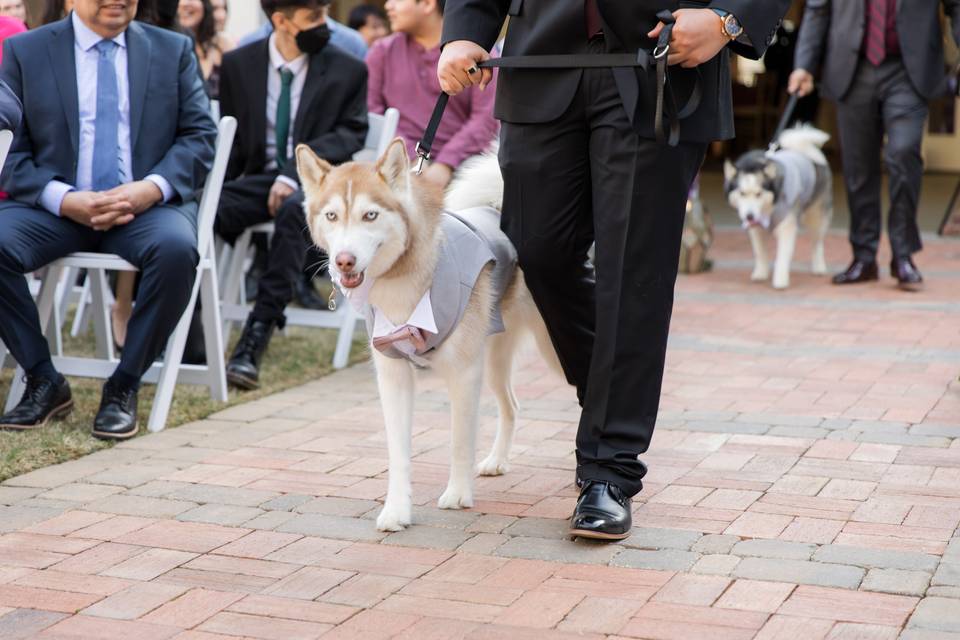 Paw of Honor
