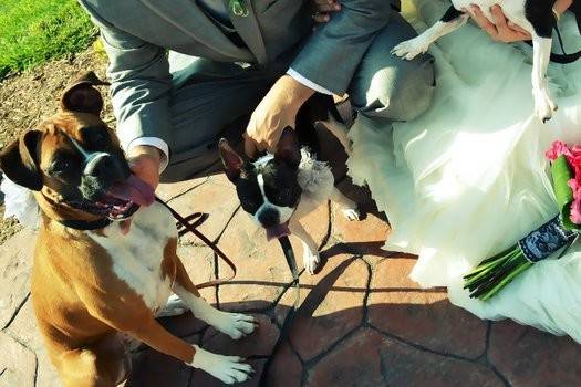 Newlyweds and their dogs