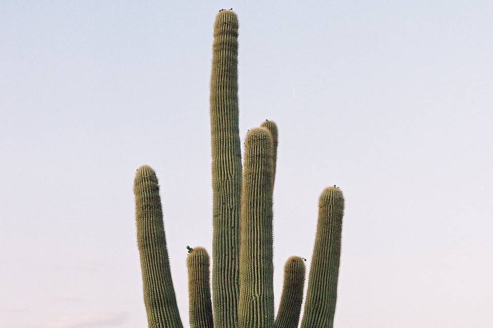 Joshua Tree - LGBTQ
