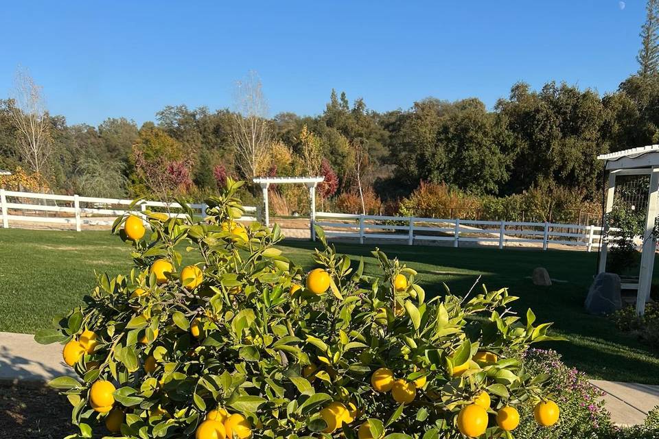 DebRene Farms