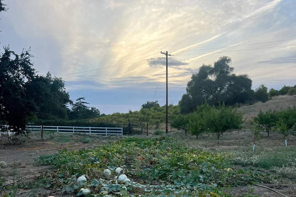DebRene Farms
