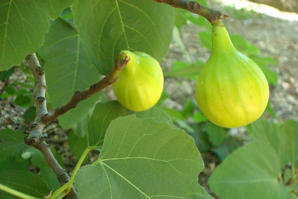 White figs, which become jam and other delectable treats for the palate