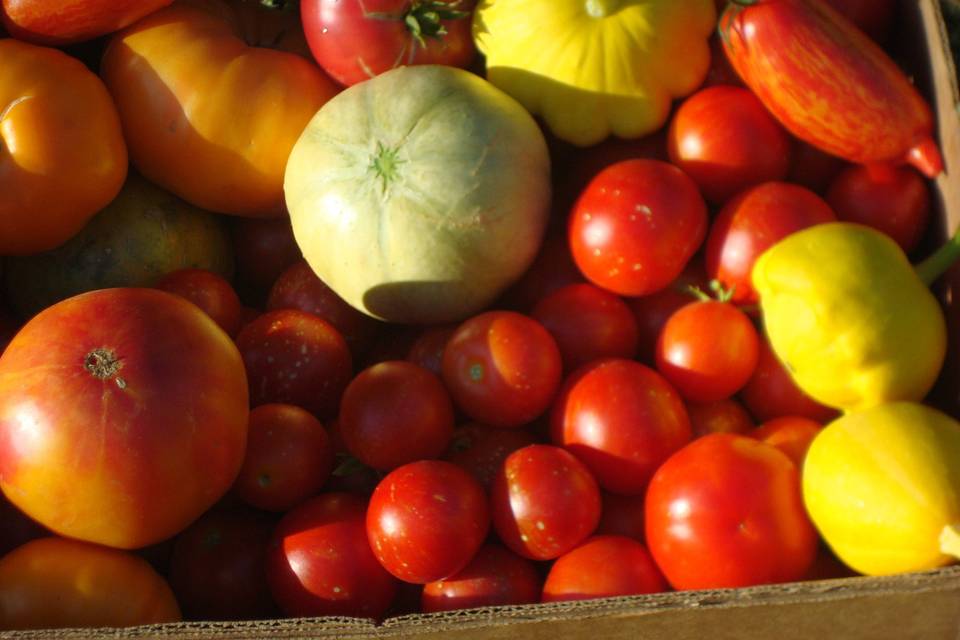 Assorted tomatoes, squash, and french melons