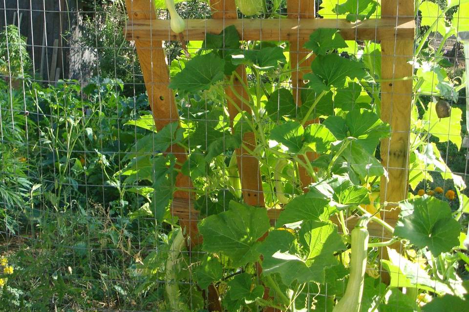 Italian Heirloom Climbing Trombocino Squash