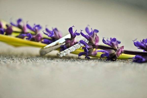 Lavender flowers