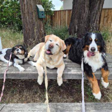 Molly, Sami and Moose