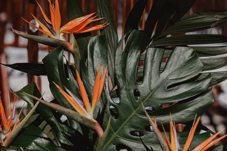 Floral concept