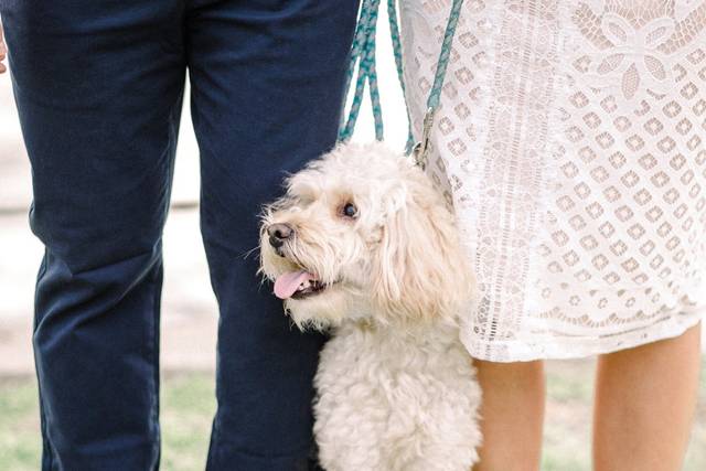Furry friend Alyssa Peet Photo + Video
