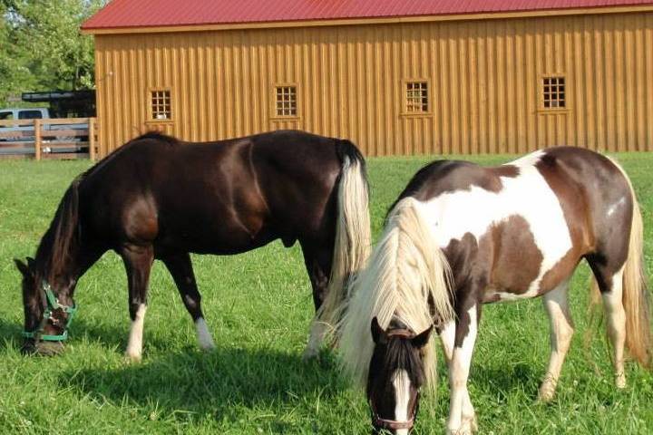 Canopy Creek Farm