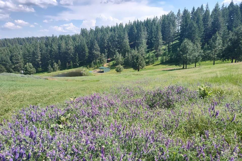 Pond in june