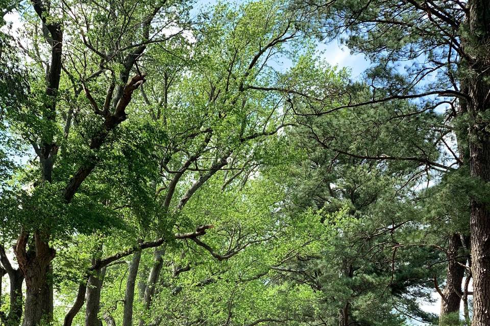 Canopy Drive