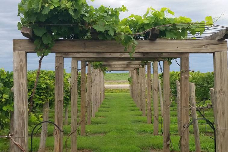 Pathway in the vineyard