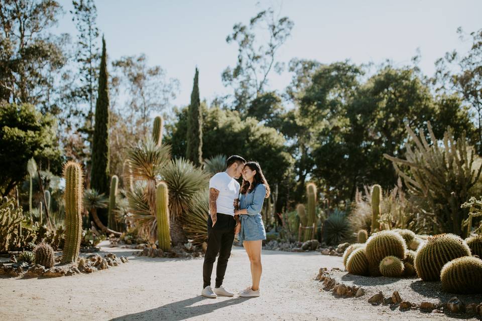 Cactus garden